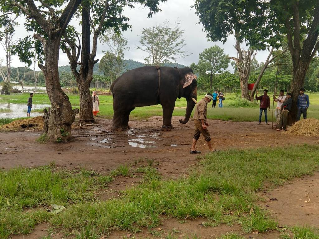 Elephant camp