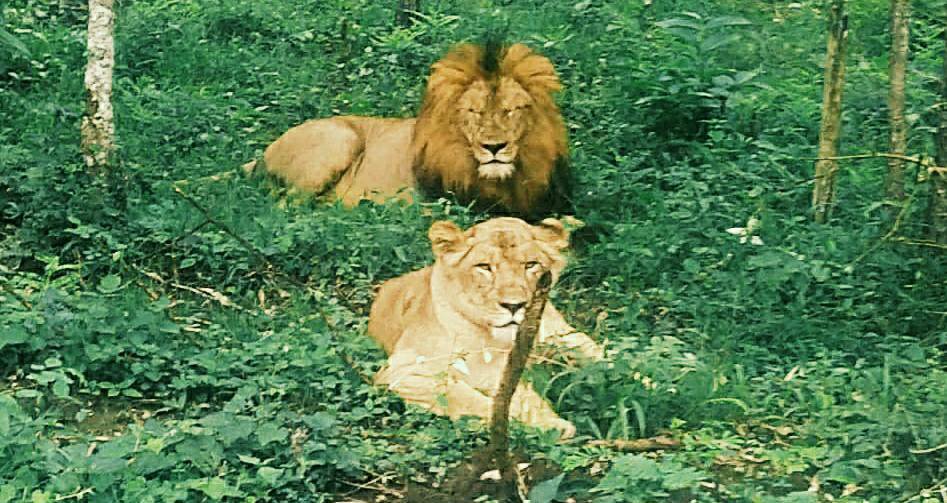 Tiger Lion And Safari Zoo

