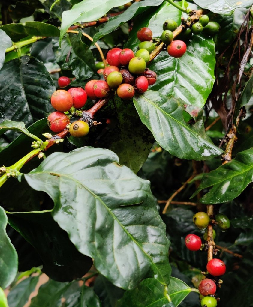 Coffee plant