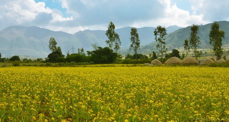 Araku